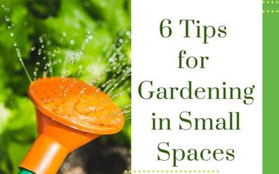 6 Tips For Gardening In Small Spaces